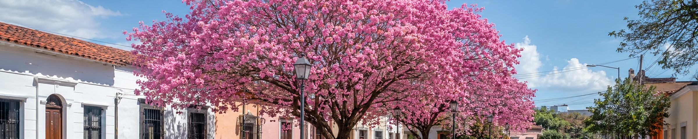 Calle arbolada de Asunción con lapachos rosados en flor y vida cotidiana de barrio